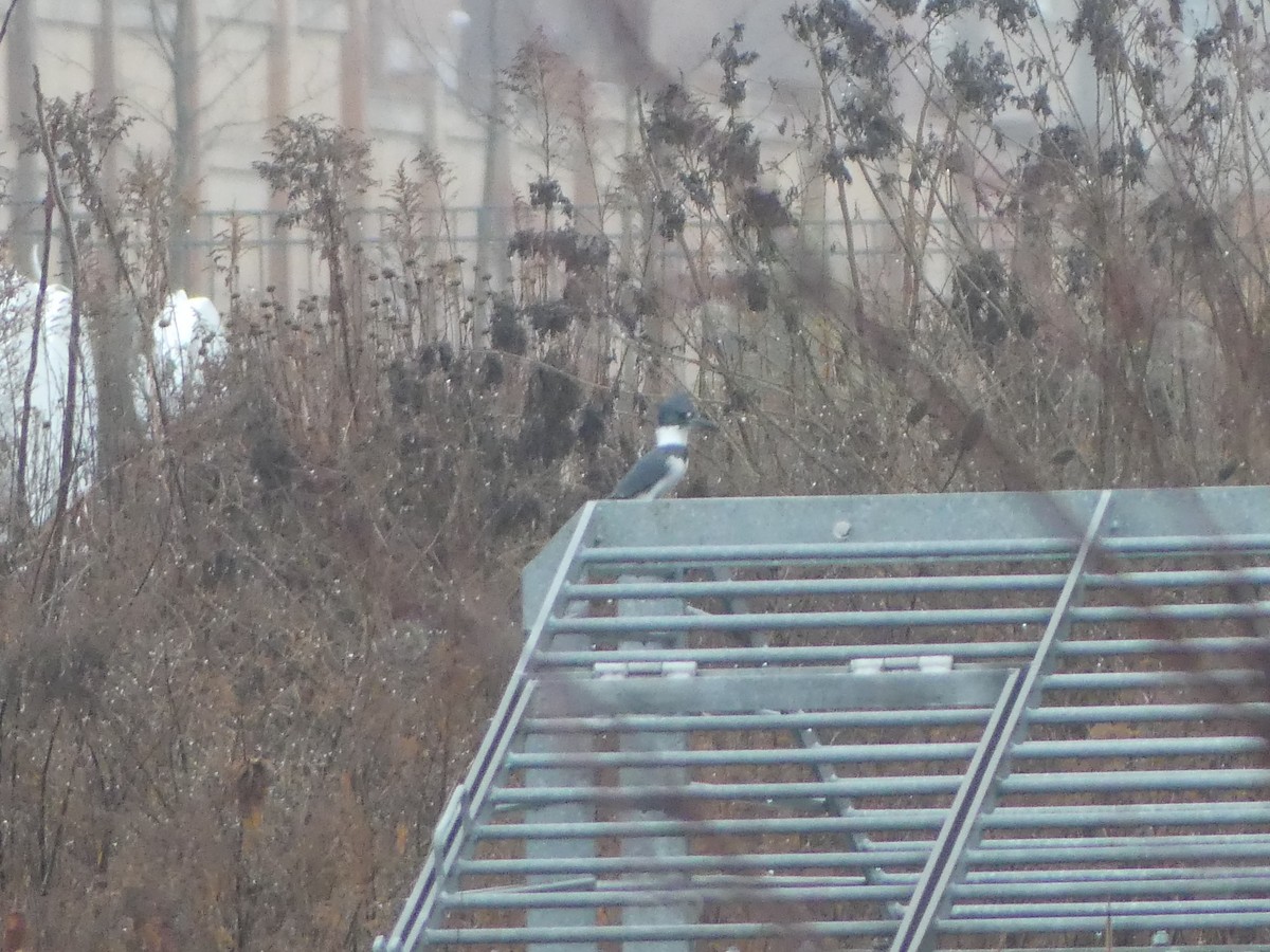 Belted Kingfisher - ML612723977