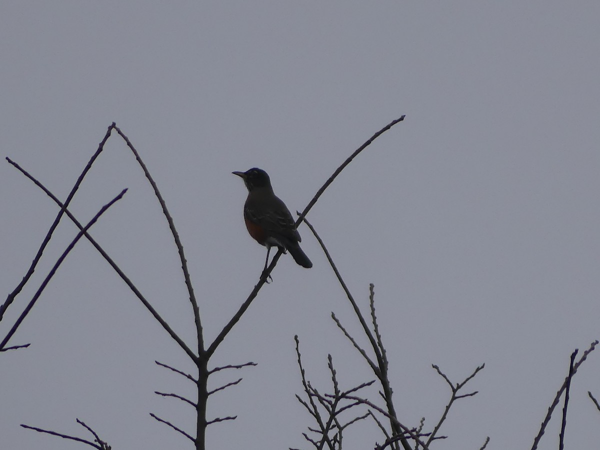 American Robin - ML612723983