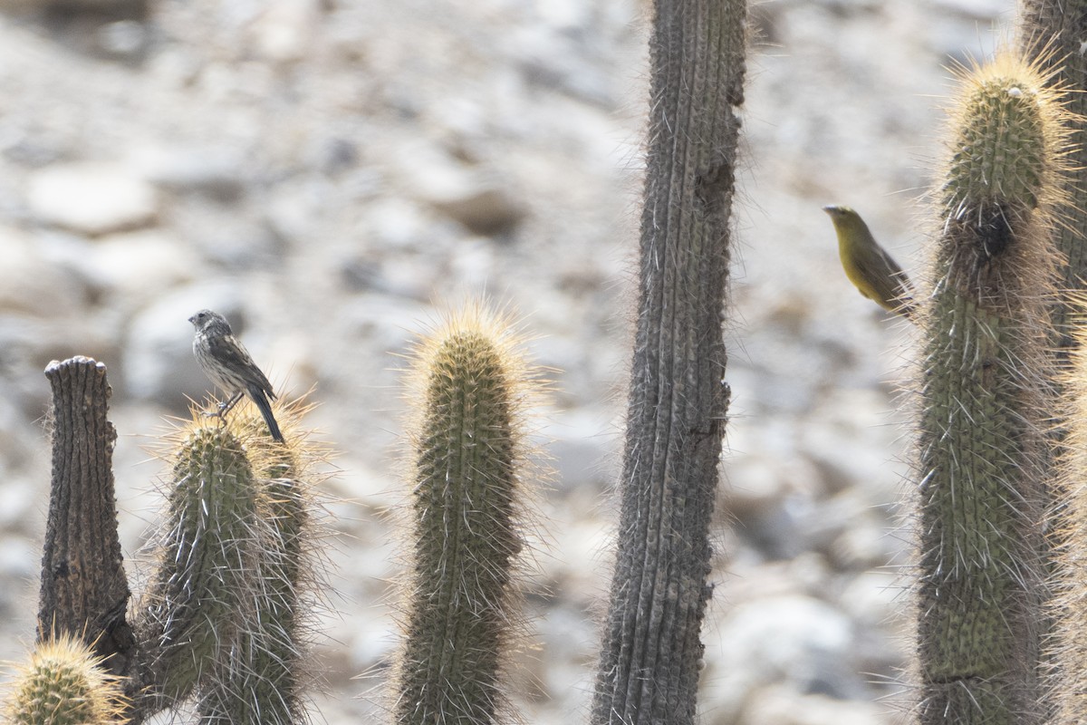 Band-tailed Seedeater - ML612724029