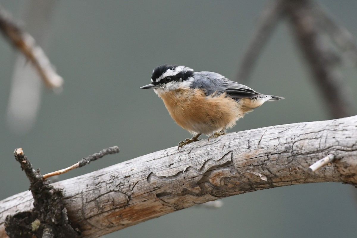 Red-breasted Nuthatch - Julien Amsellem