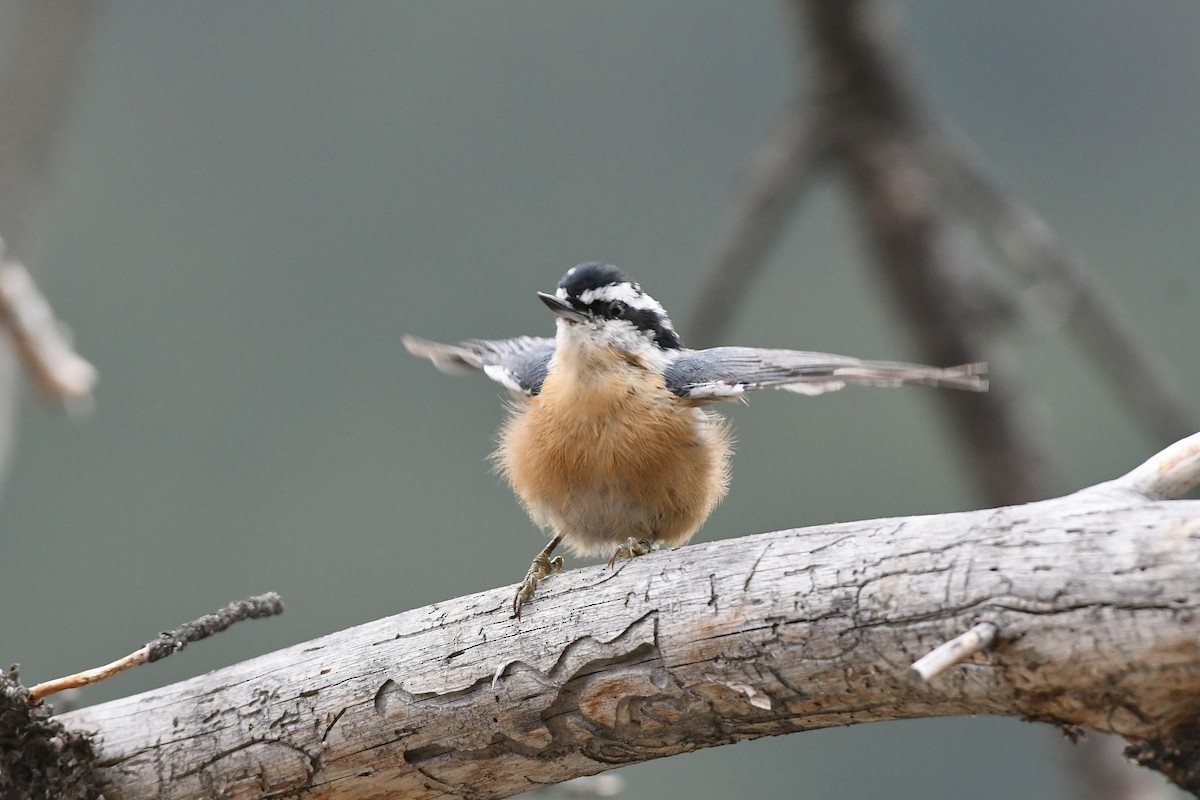 Red-breasted Nuthatch - Julien Amsellem