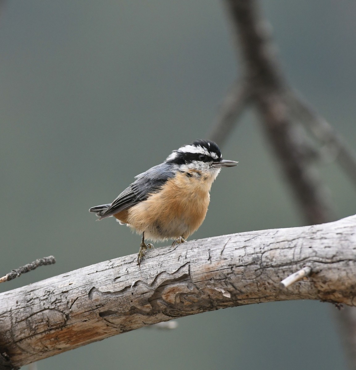 Red-breasted Nuthatch - Julien Amsellem