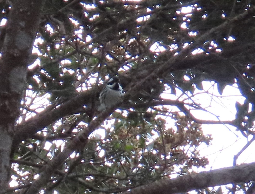 Black-throated Gray Warbler - ML612724080