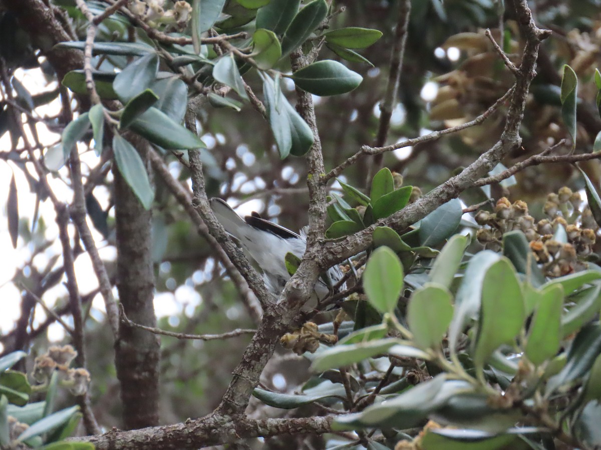 Black-throated Gray Warbler - ML612724082