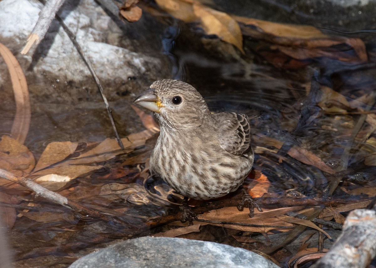 House Finch - ML612724084