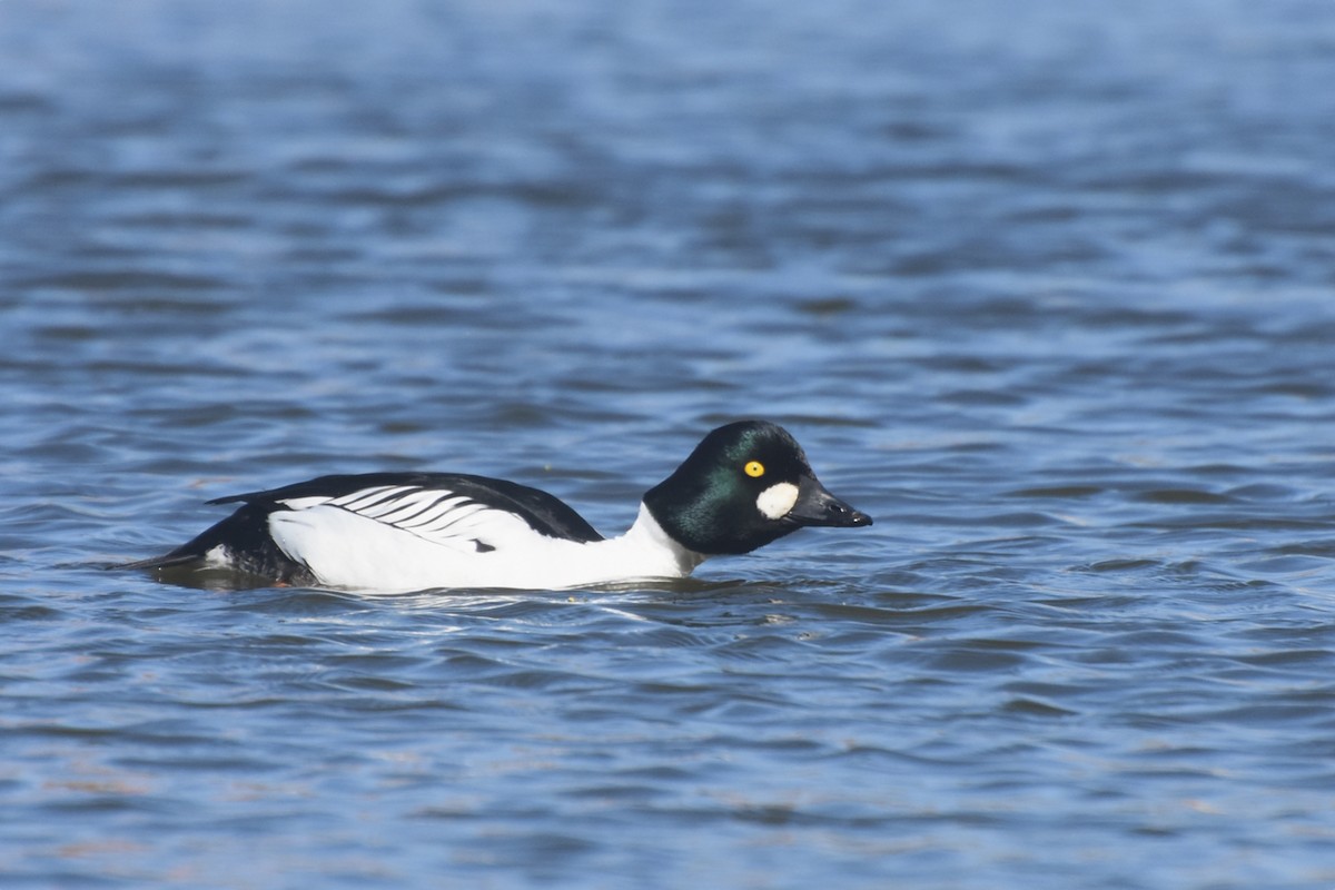 Common Goldeneye - ML612724087