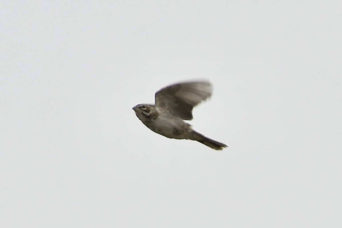 Lark Sparrow - Julien Amsellem