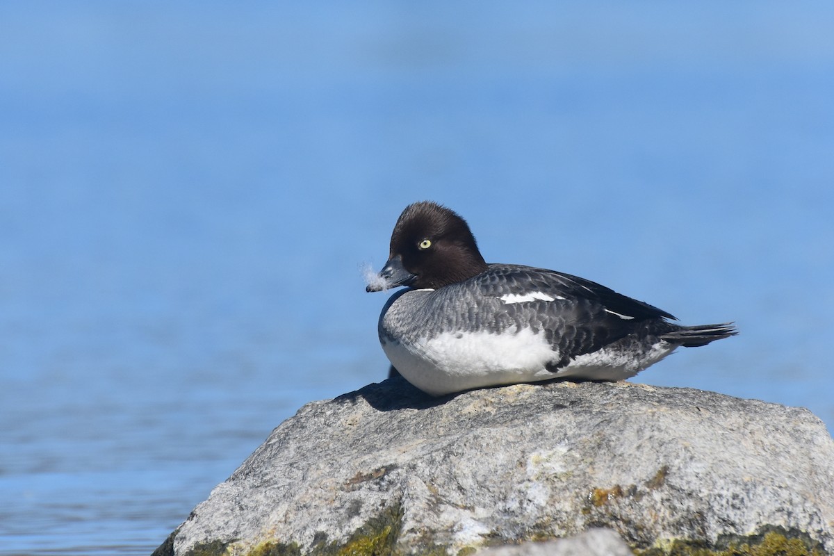 Common Goldeneye - ML612724090