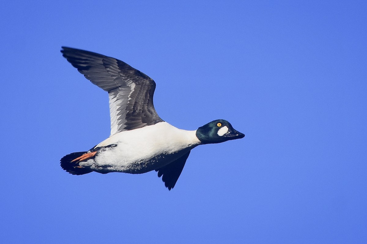 Common Goldeneye - ML612724092