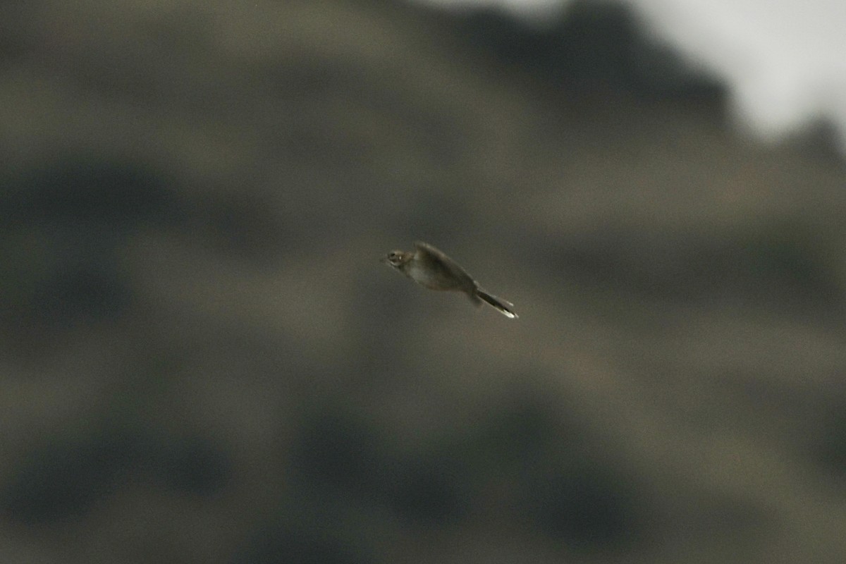 Lark Sparrow - Julien Amsellem