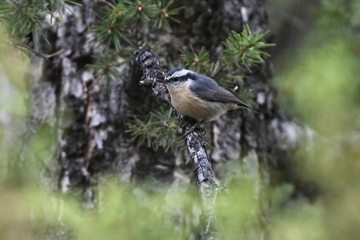 Red-breasted Nuthatch - Julien Amsellem