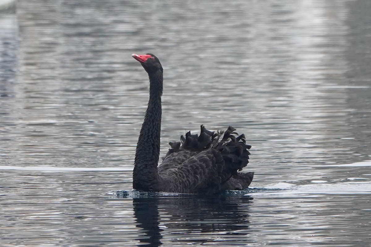Black Swan - ML612724134