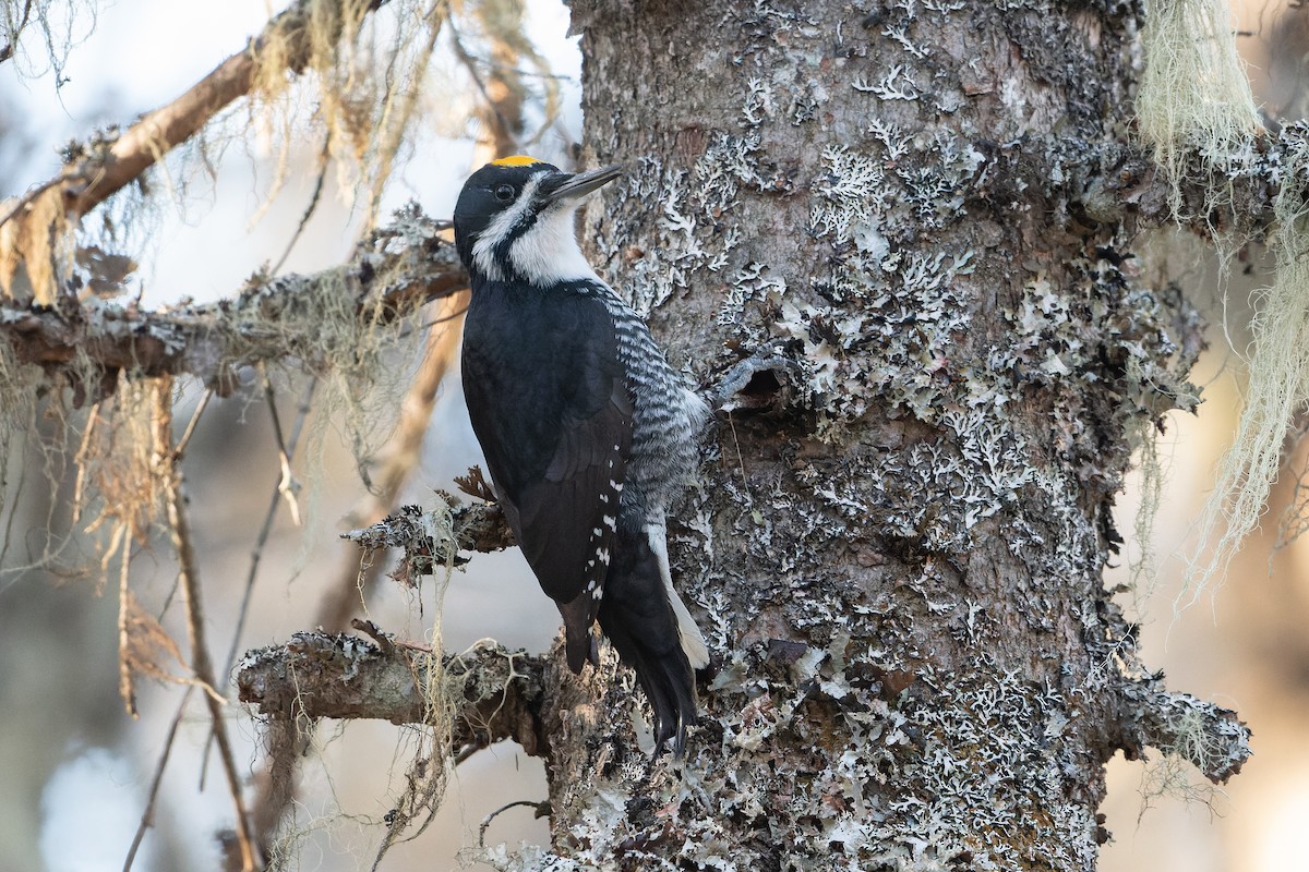 Black-backed Woodpecker - David Turgeon