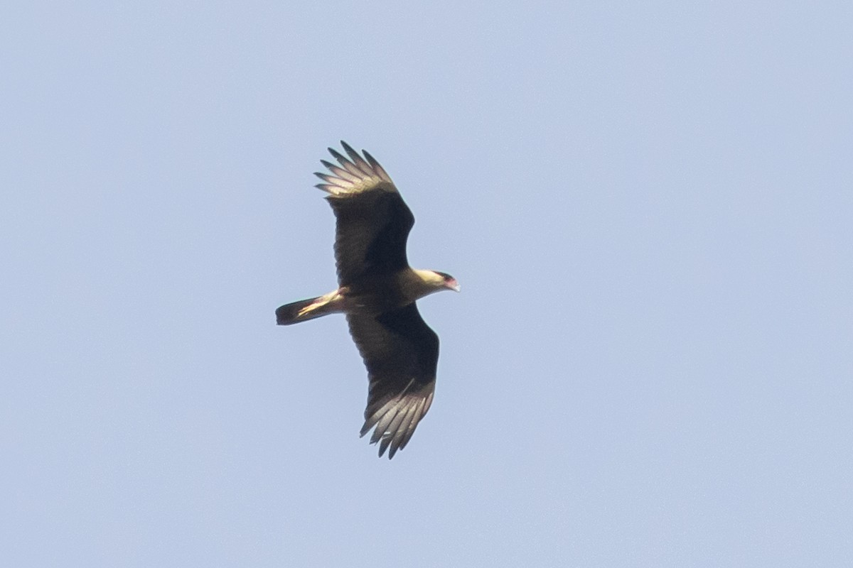 Caracara huppé - ML612724164