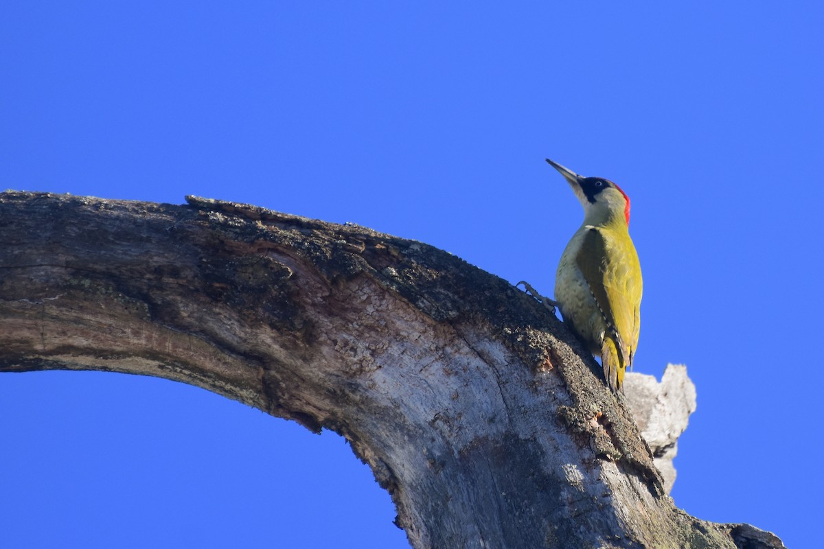 Eurasian Green Woodpecker - Rasiel Beltrán Casanueva