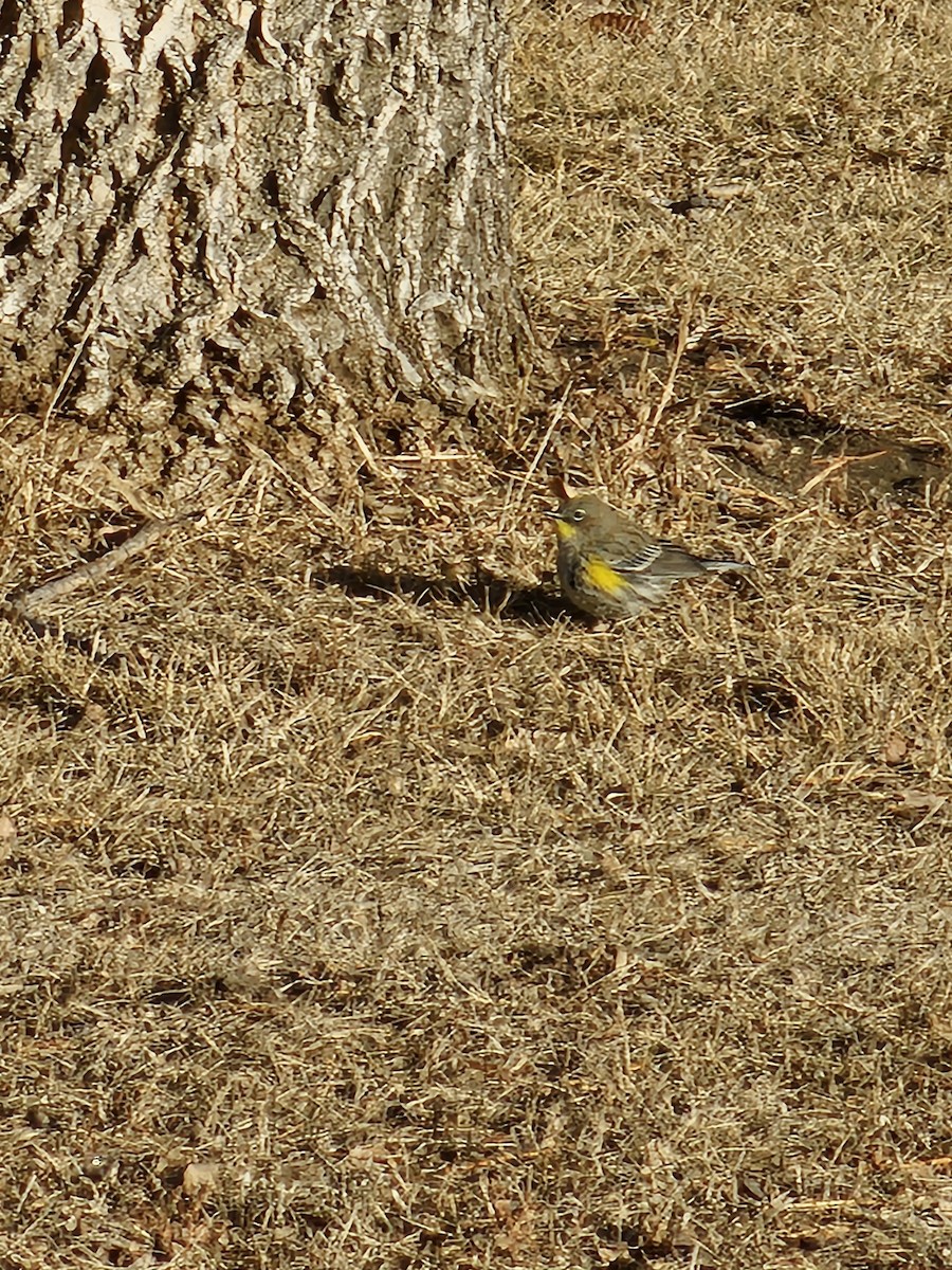 Yellow-rumped Warbler (Audubon's) - ML612724580