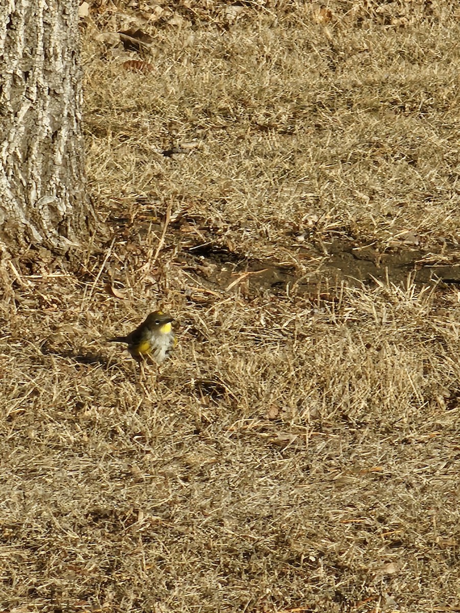 Yellow-rumped Warbler (Audubon's) - ML612724581