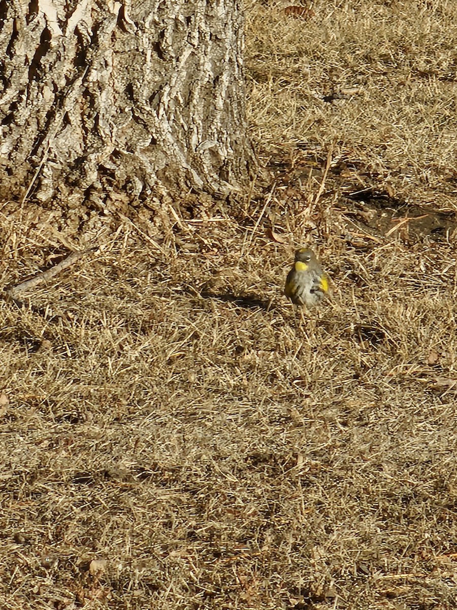 Yellow-rumped Warbler (Audubon's) - ML612724582