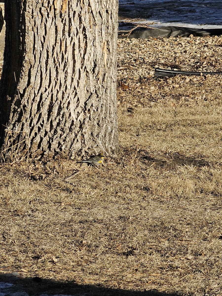 Yellow-rumped Warbler (Audubon's) - ML612724583