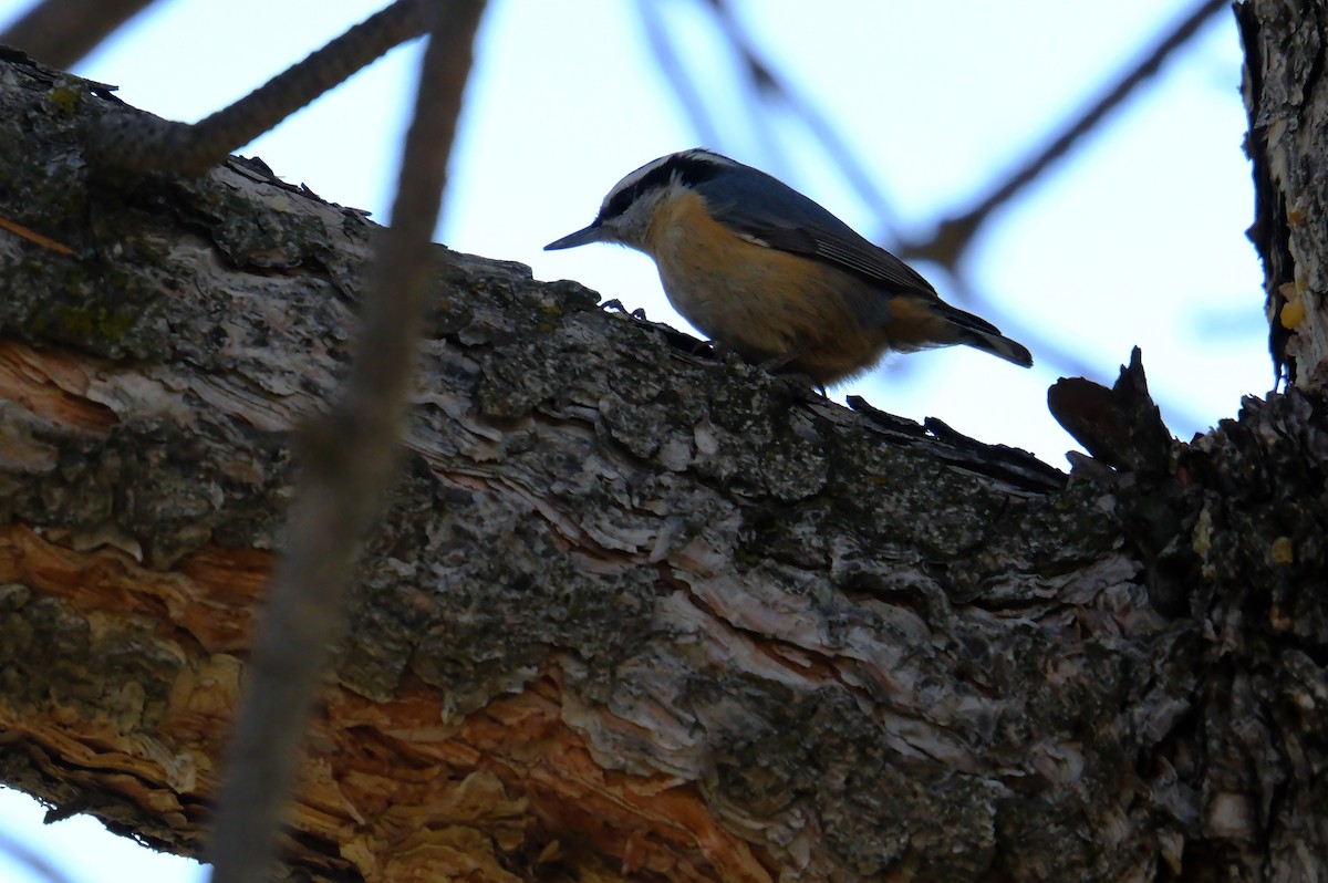 Red-breasted Nuthatch - ML612724632