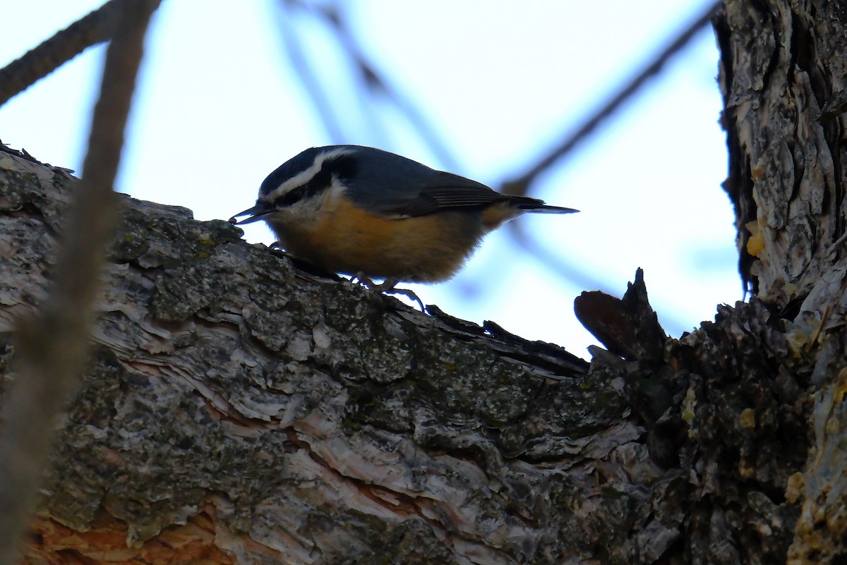 Red-breasted Nuthatch - ML612724633