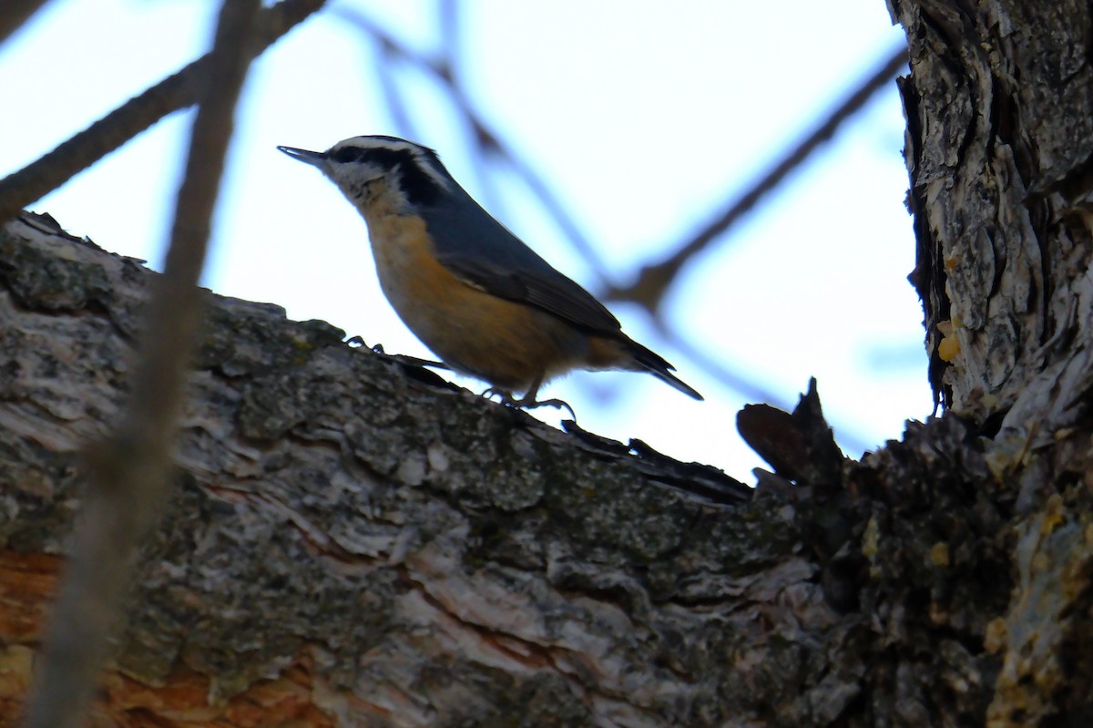 Red-breasted Nuthatch - ML612724634