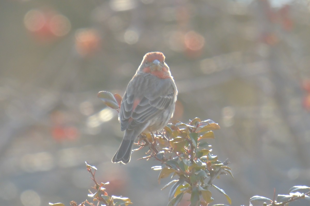 House Finch - Klaus Bielefeldt