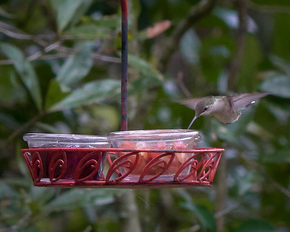 Ruby-throated Hummingbird - ML612724745