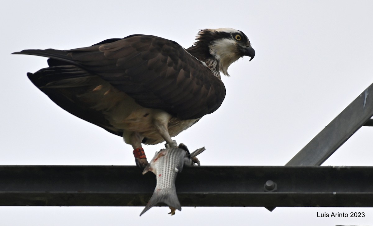 Osprey - Luis Arinto