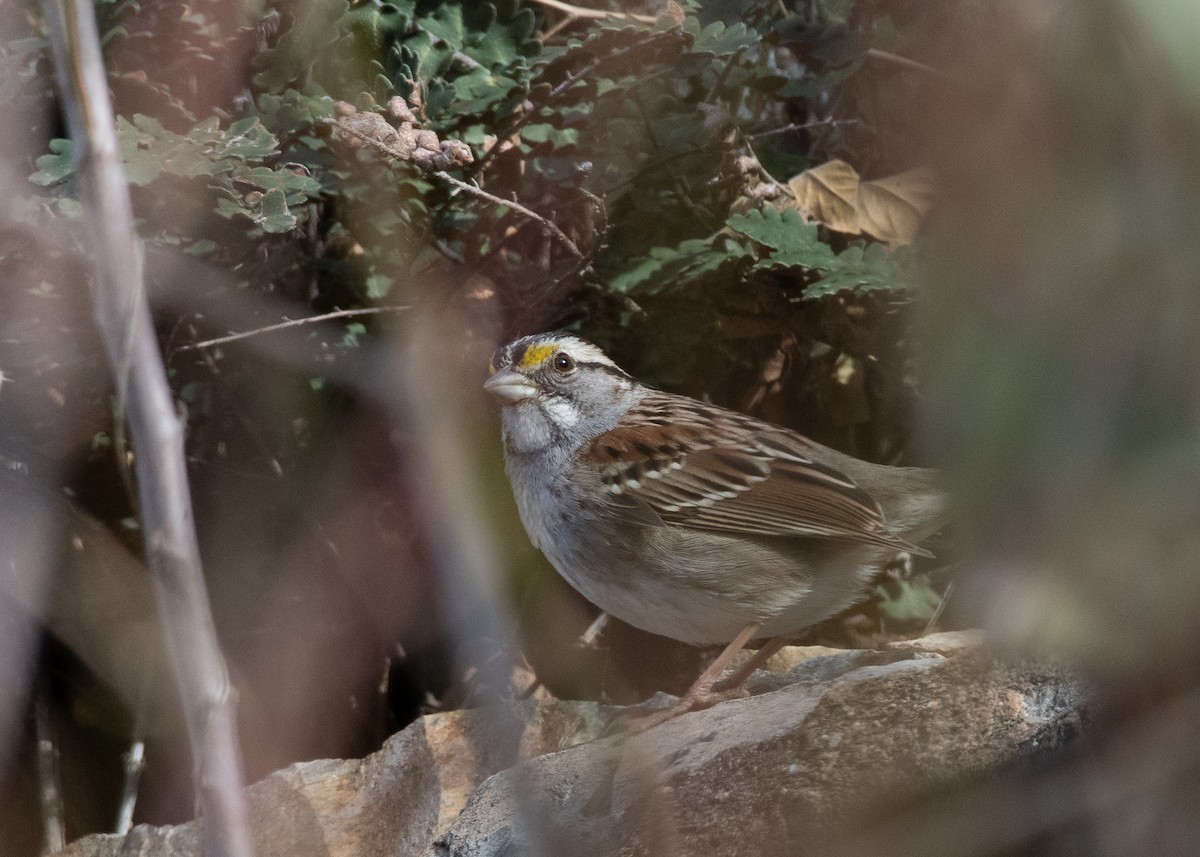 White-throated Sparrow - ML612724930