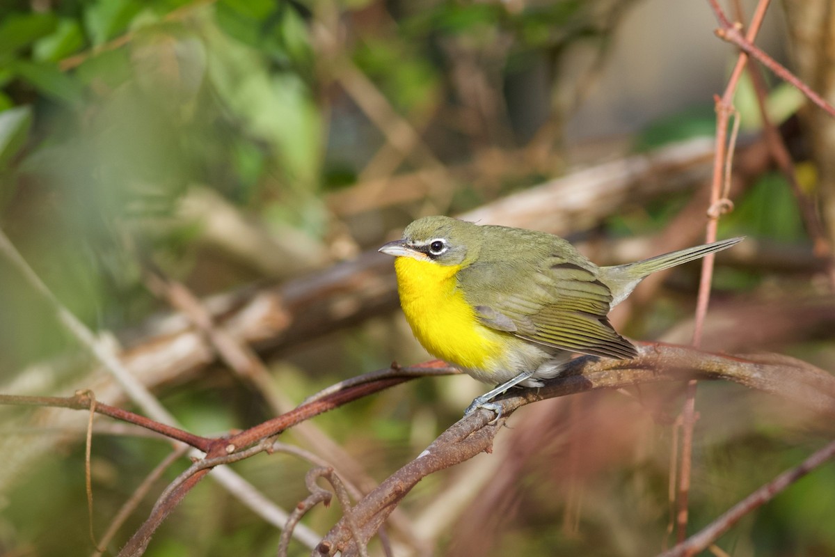 Yellow-breasted Chat - Sky Kardell