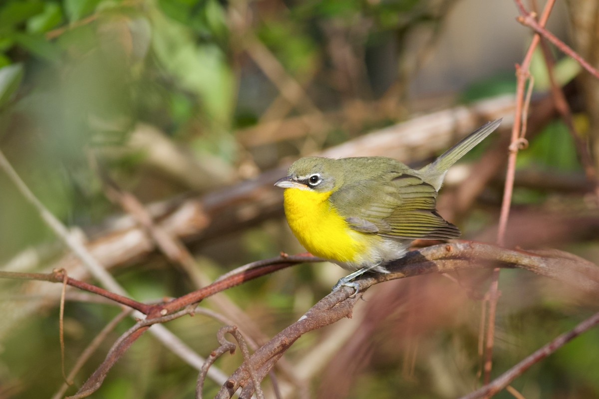 Yellow-breasted Chat - Sky Kardell