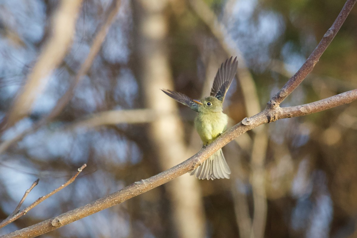 Western Flycatcher - ML612725046