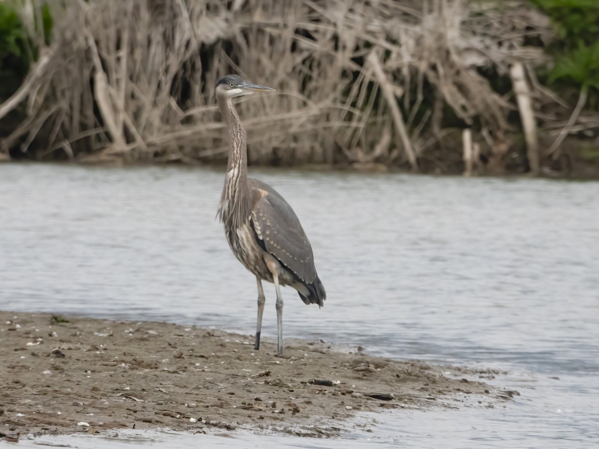 Great Blue Heron - Glenn Kincaid