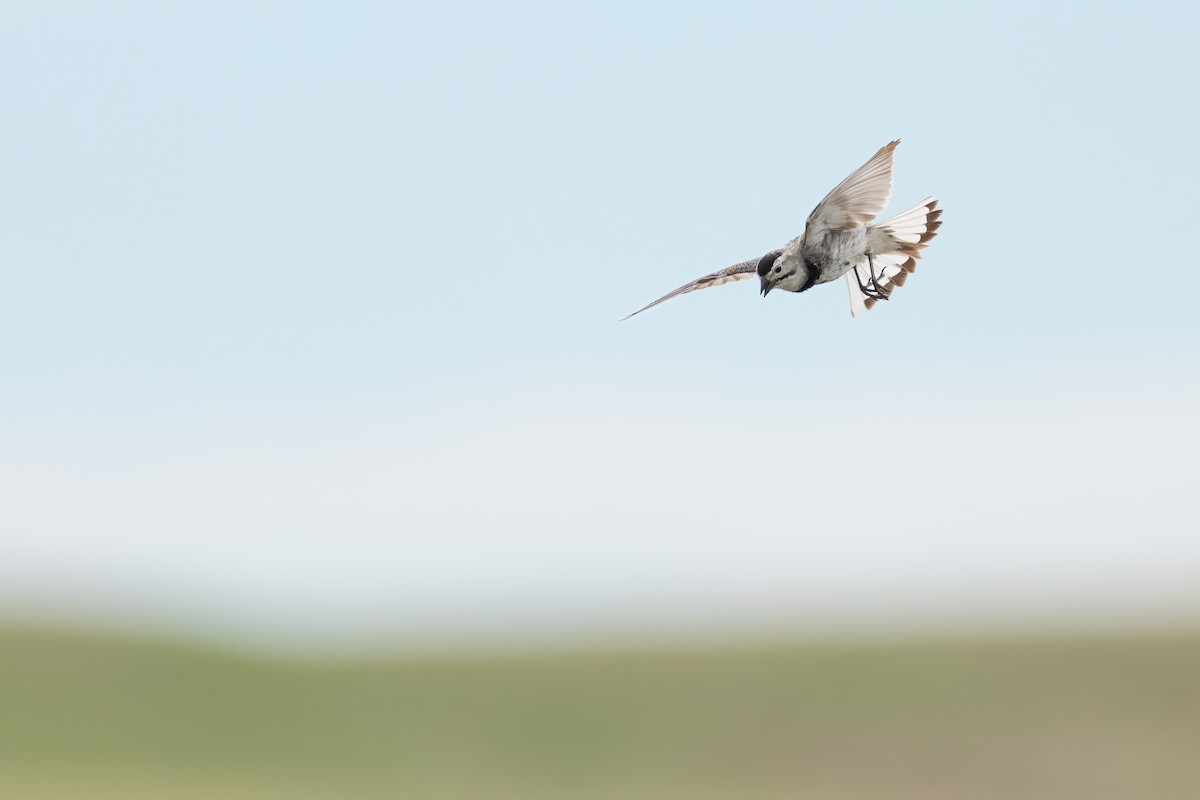 Thick-billed Longspur - ML612725172