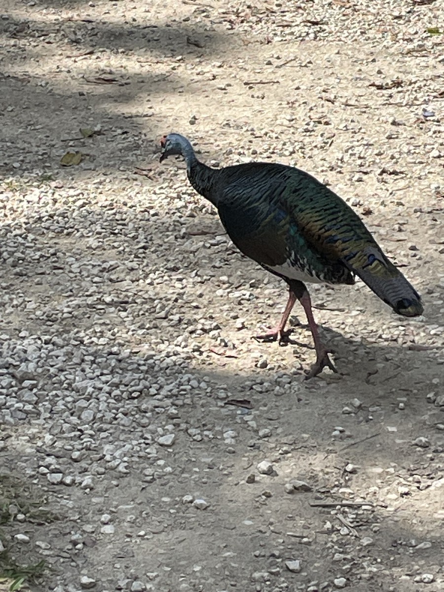 Ocellated Turkey - ML612725203