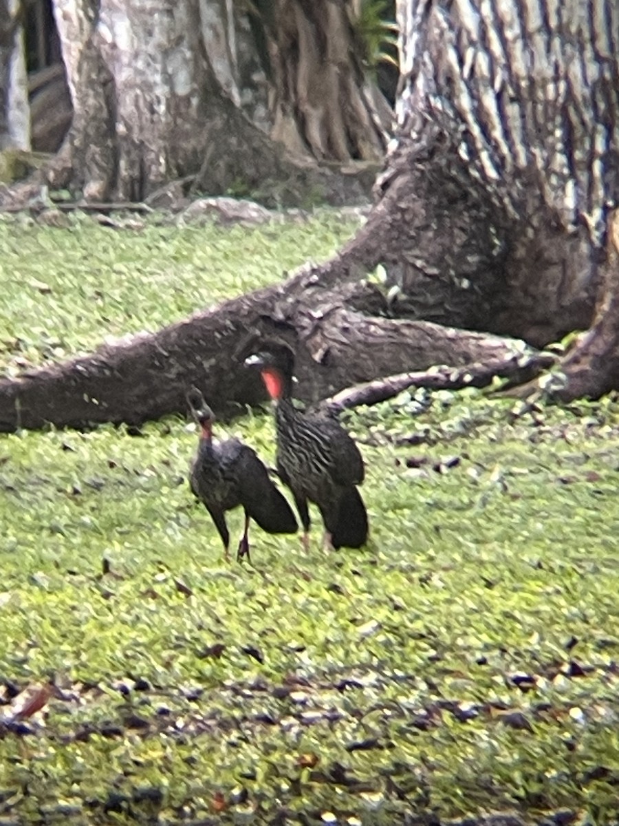 Crested Guan - ML612725217