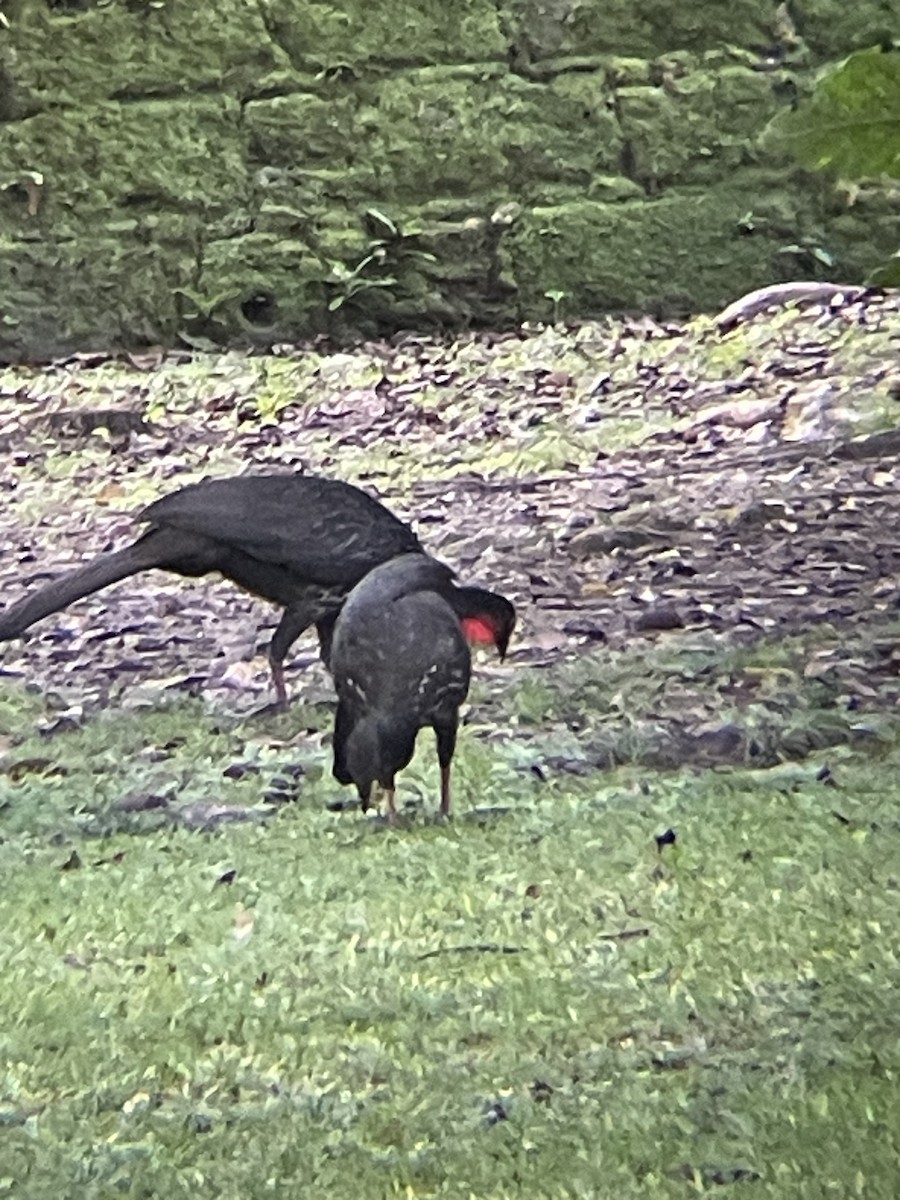 Crested Guan - ML612725218