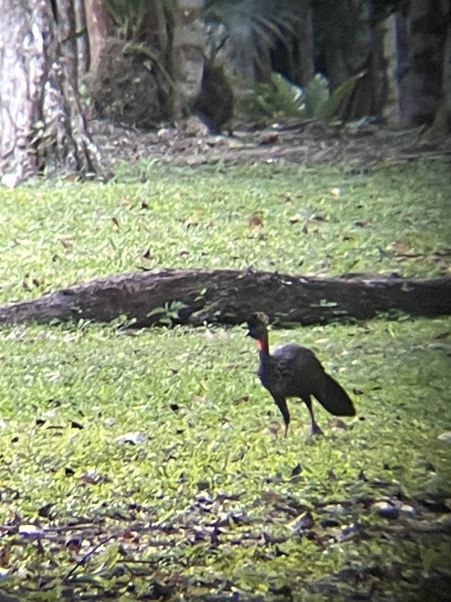 Crested Guan - Anonymous