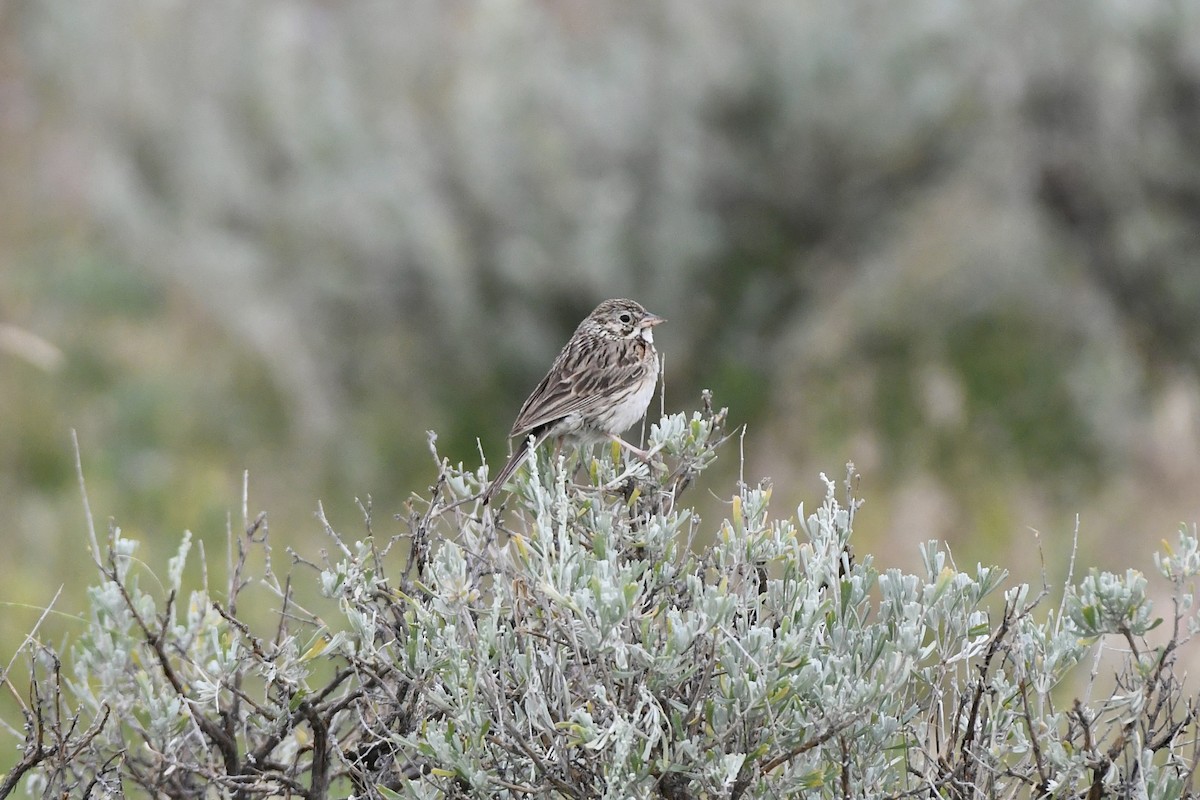 Vesper Sparrow - ML612725255