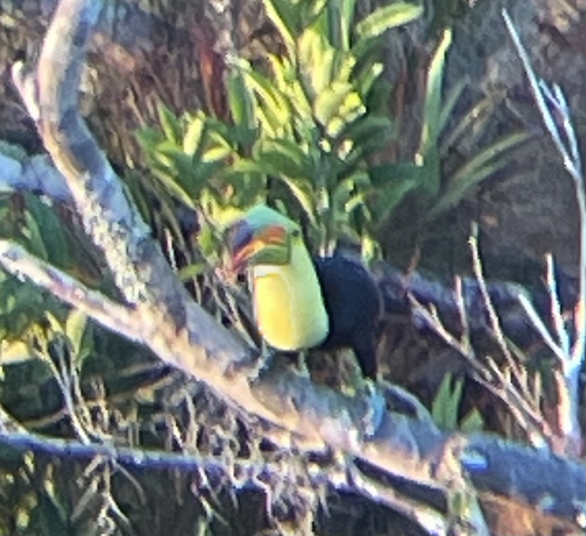 Keel-billed Toucan - ML612725269