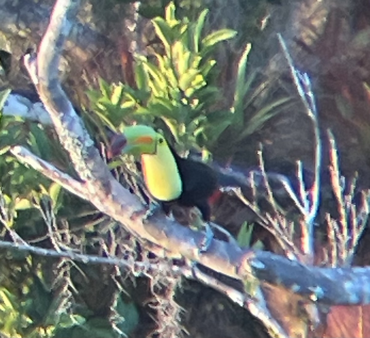 Keel-billed Toucan - ML612725270