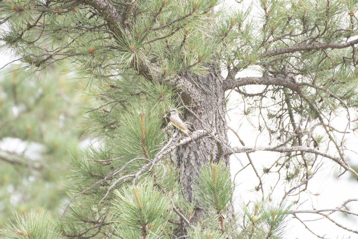 Cassin's Kingbird - Matthew Bell