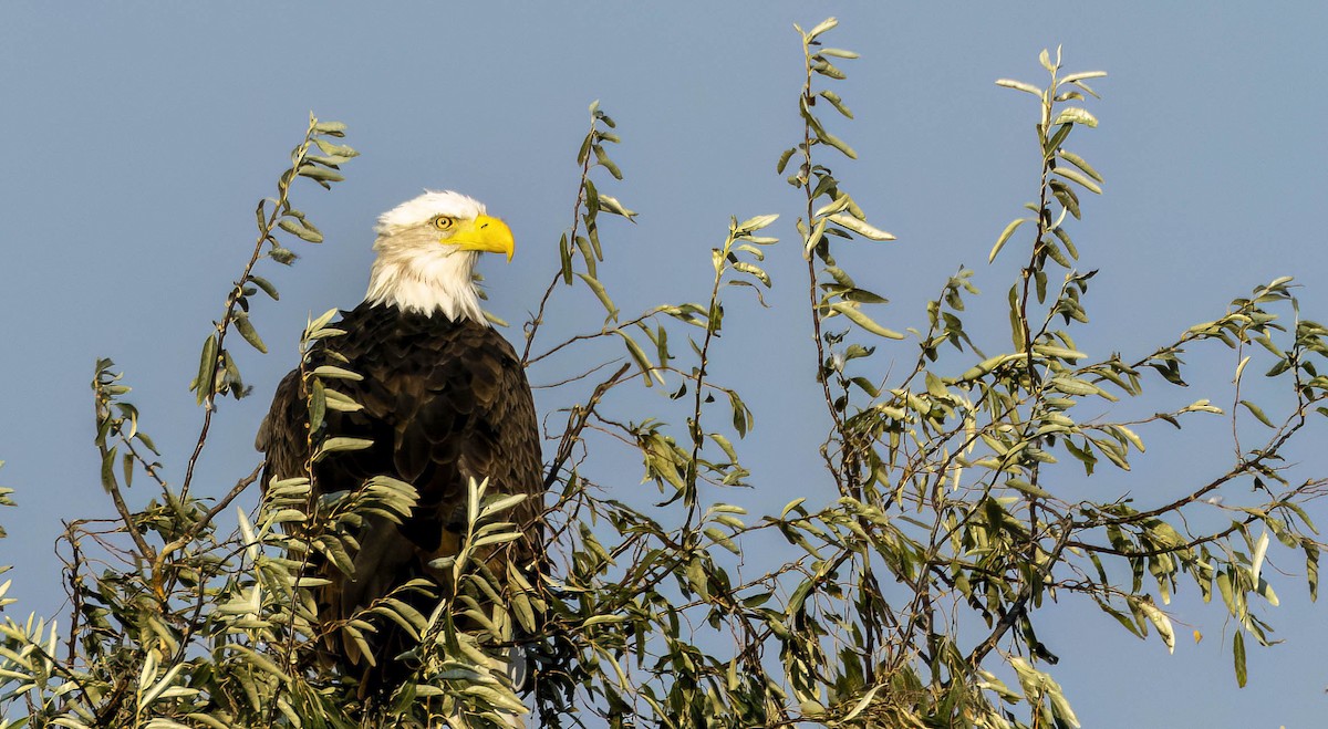 Bald Eagle - ML612725323