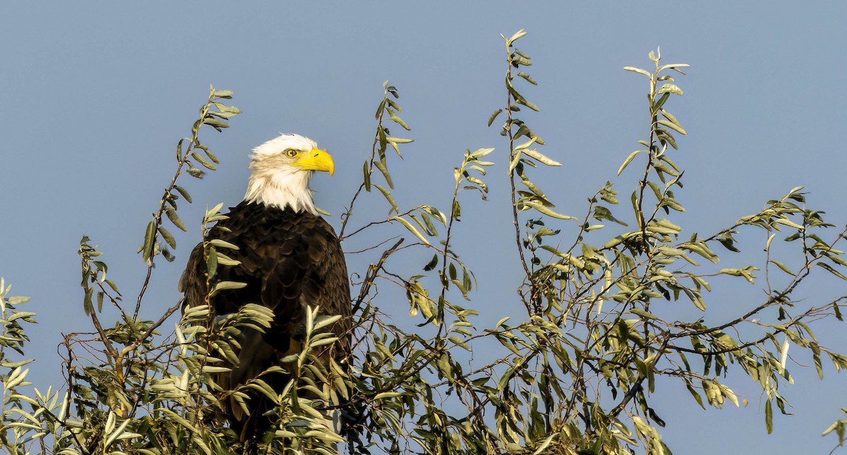 Bald Eagle - ML612725324