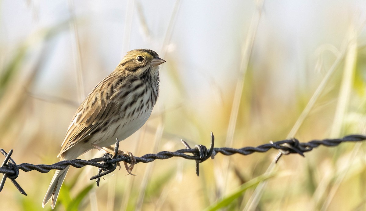 Savannah Sparrow - ML612725327