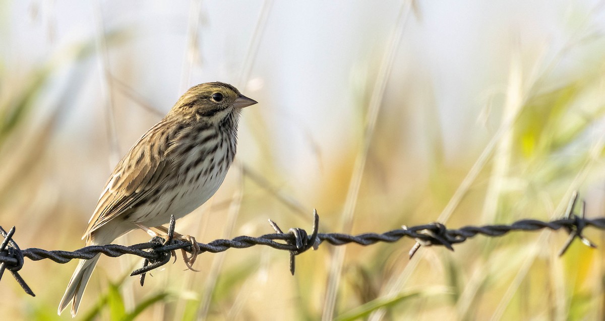 Savannah Sparrow - ML612725329