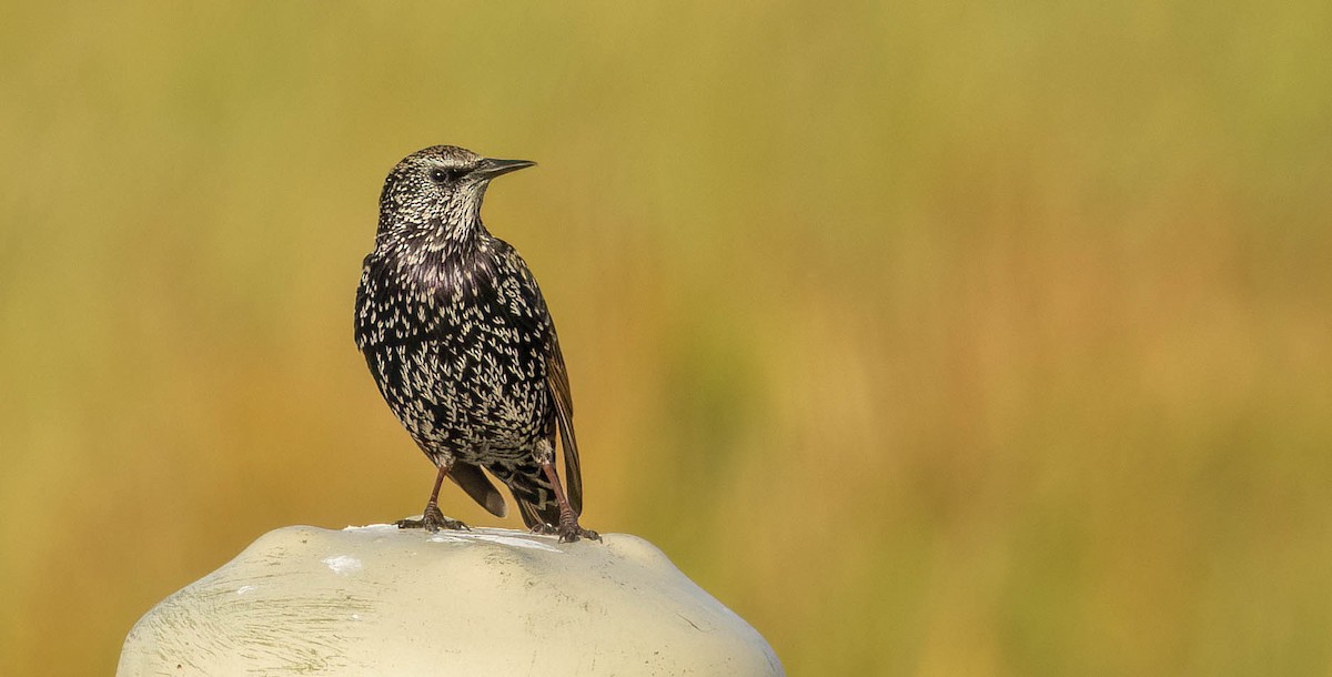 European Starling - ML612725330