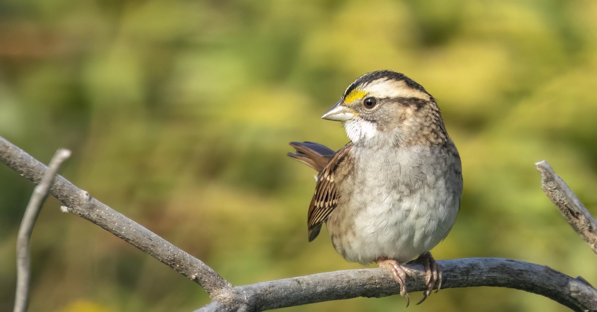 White-throated Sparrow - Tara Plum