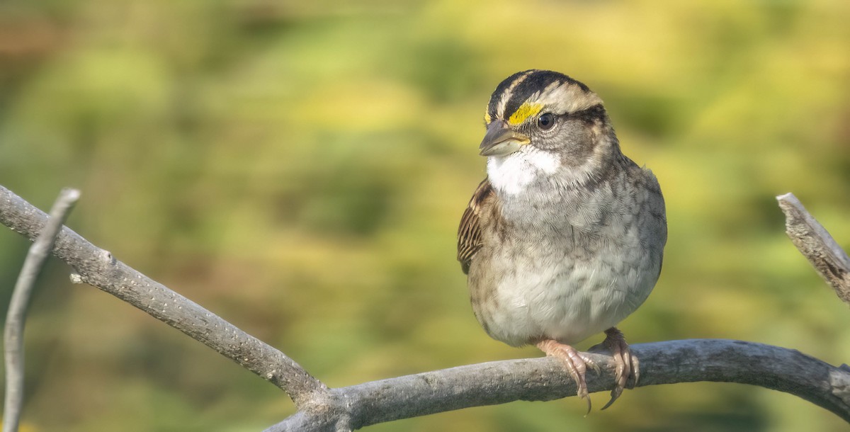 White-throated Sparrow - ML612725334